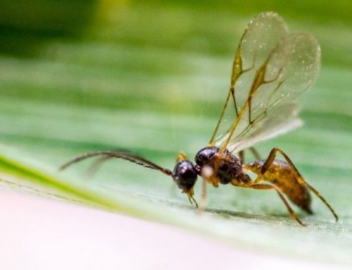 Estudio con investigador de UTALCA revela nefastos efectos del calentamiento global sobre los insectos
