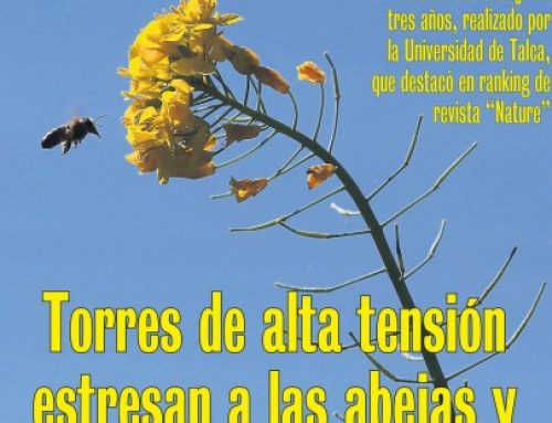 Torres de alta tensión estresan a las abejas y alteran la polinización