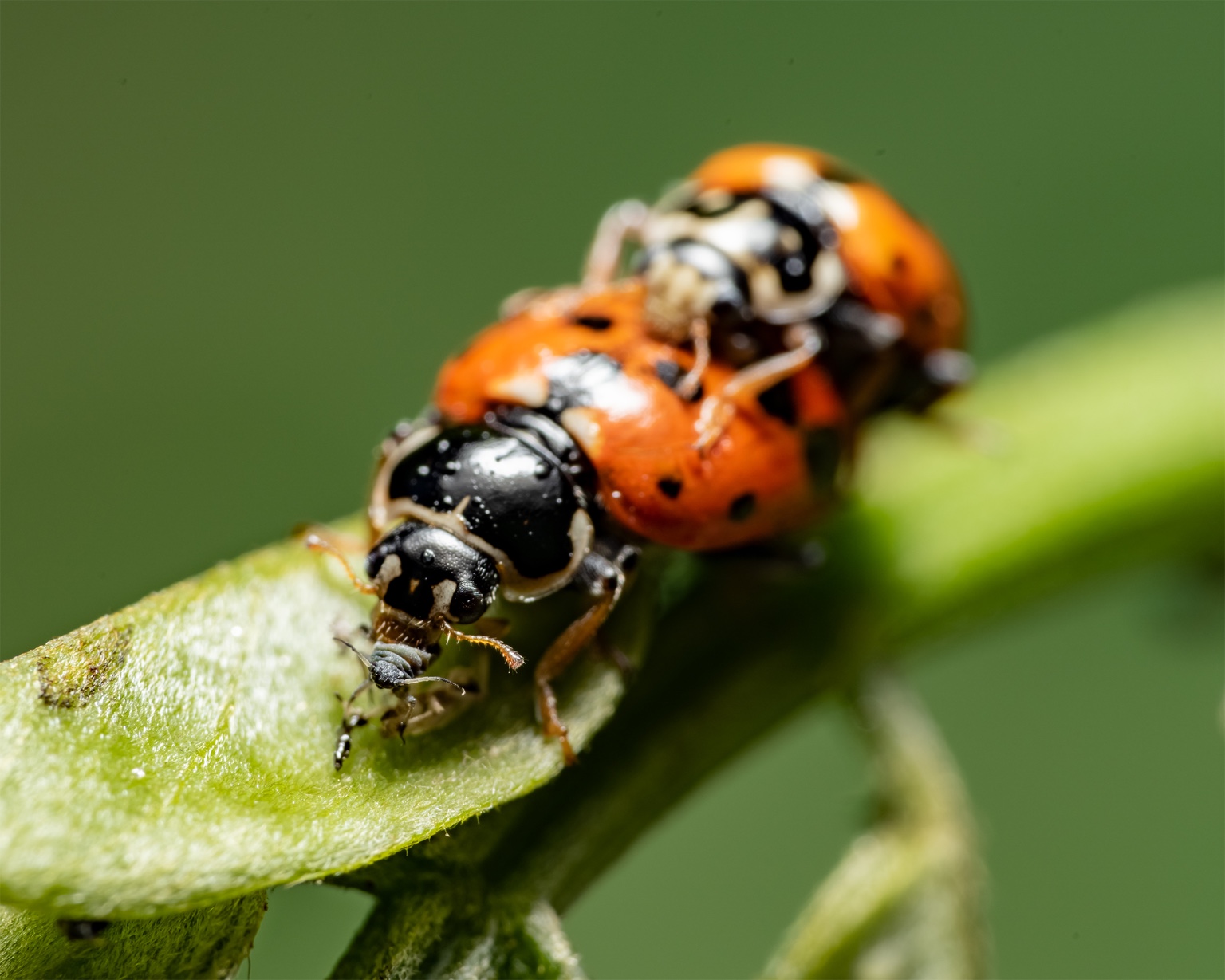 Coccinélidos sobre planta