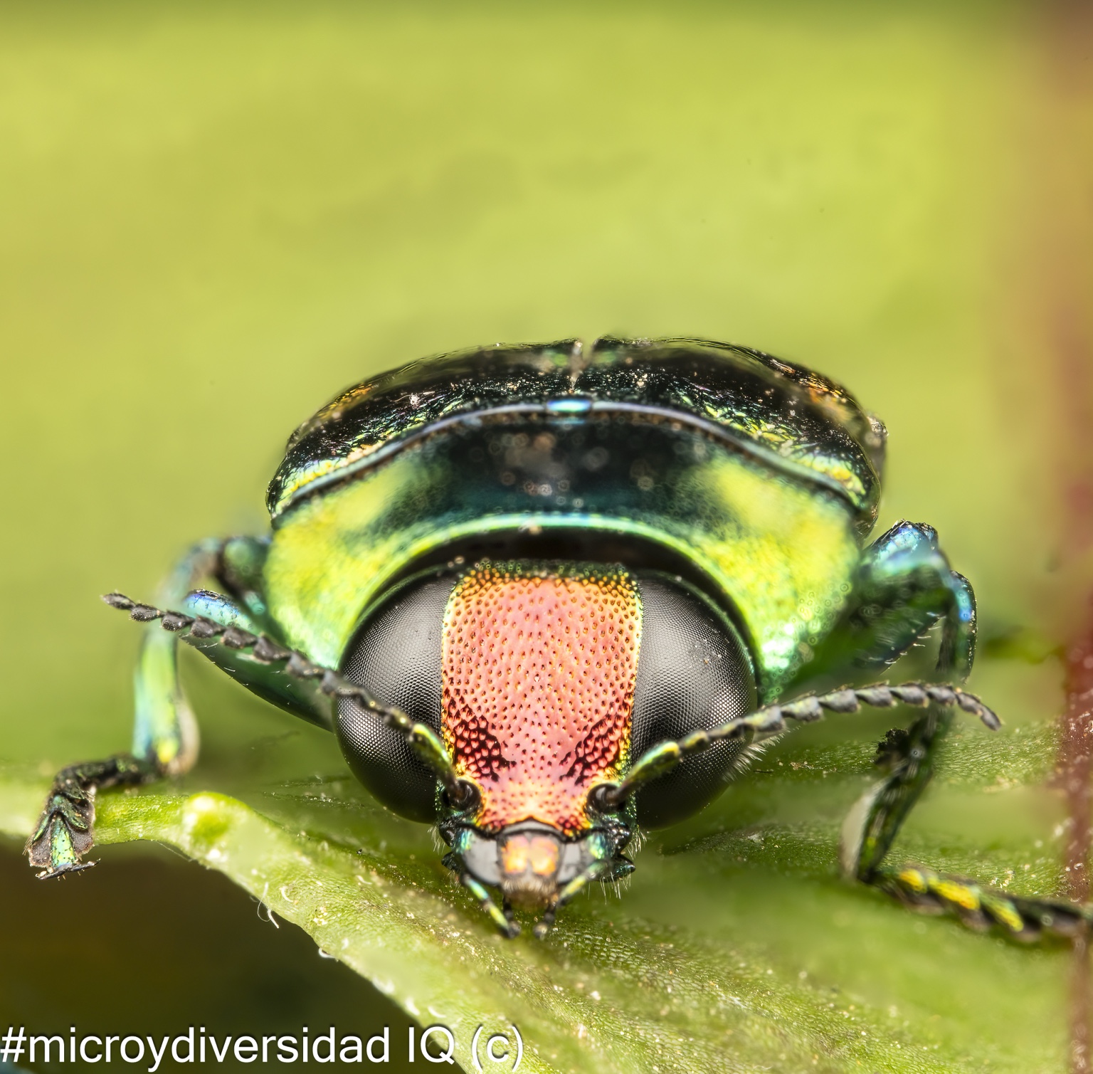 Escarabajo verde