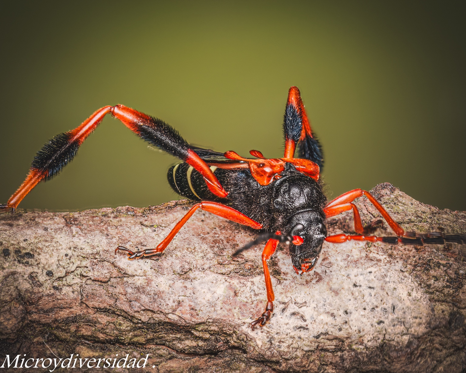 Insecto rojo sobre rama