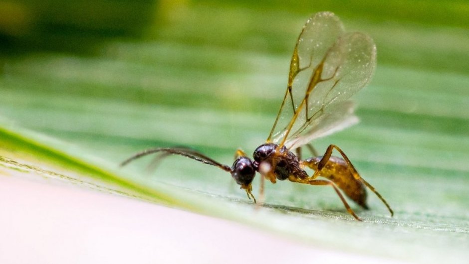 Estudio con investigador de UTALCA revela nefastos efectos del calentamiento global sobre los insectos