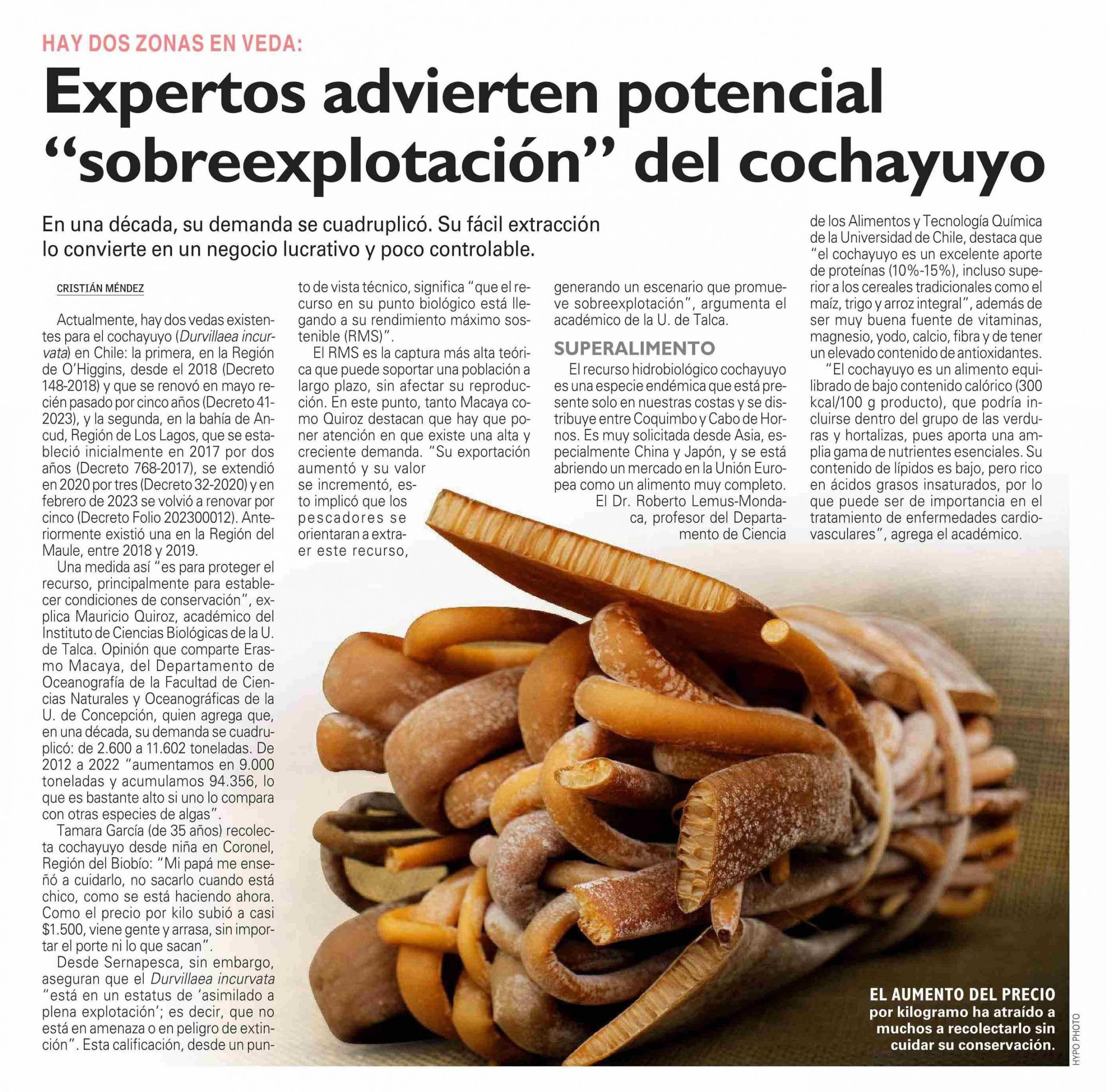 Expertos advierten potencial “sobreexplotación” del cochayuyo